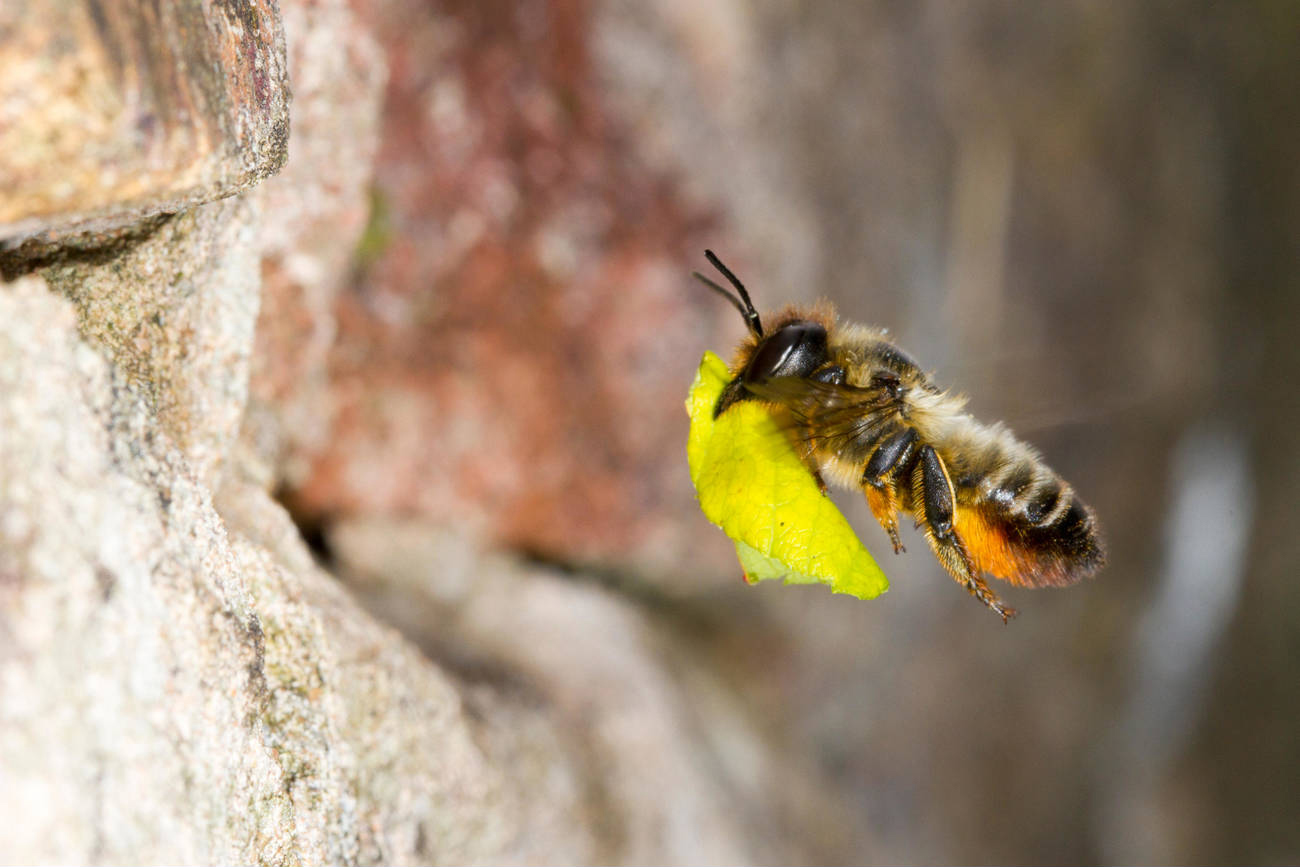 En del arter af vilde bier kan finde redesteder i huller i mure. Her ses bien træboende bladskærerbi, Megachile willughbiella, på vej ind i sin rede i en gammel mur. I det tyske studie blev den art kun fundet i byerne – ikke på landet. Bladskærerbier har fået deres navn fra, at de skærer stykker af blade, som de bl.a. bruger til at fore deres reder med. Foto: Richard Becker / Alamy Stock Photo.