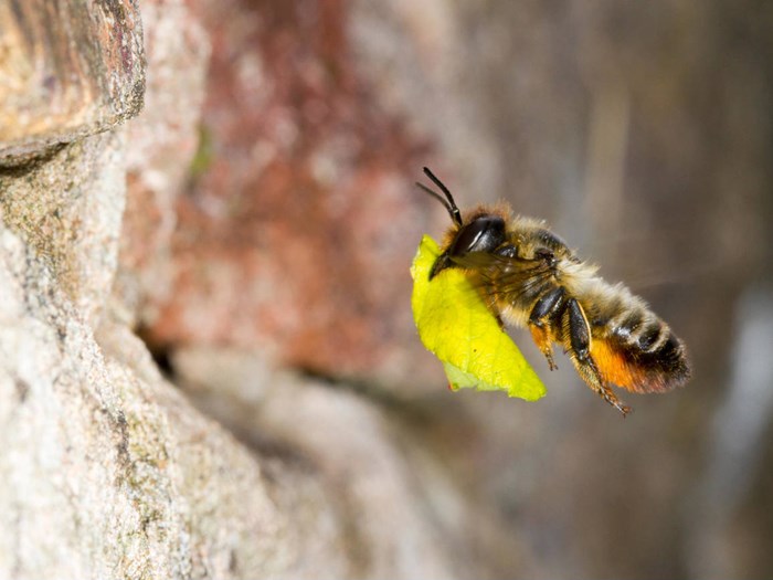En del arter af vilde bier kan finde redesteder i huller i mure. Her ses bien træboende bladskærerbi, Megachile willughbiella, på vej ind i sin rede i en gammel mur. I det tyske studie blev den art kun fundet i byerne – ikke på landet. Bladskærerbier har fået deres navn fra, at de skærer stykker af blade, som de bl.a. bruger til at fore deres reder med. Foto: Richard Becker / Alamy Stock Photo.