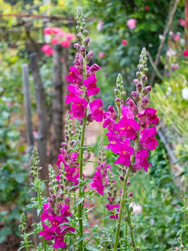 Haveløvemund sommerblomst Haveselskabet