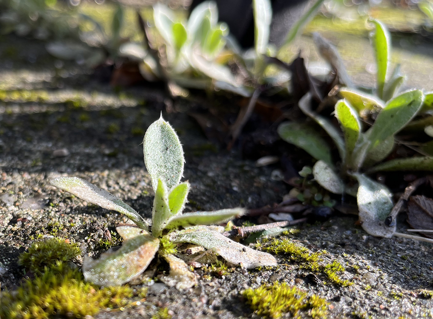 Kronelimurt, Silene coronaria 'Alba'. Foto: Haveselskabet