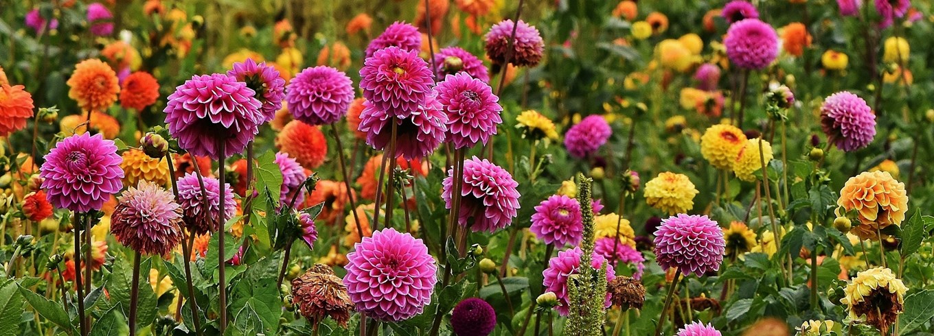 Georginer i blomst. Foto: Pixabay