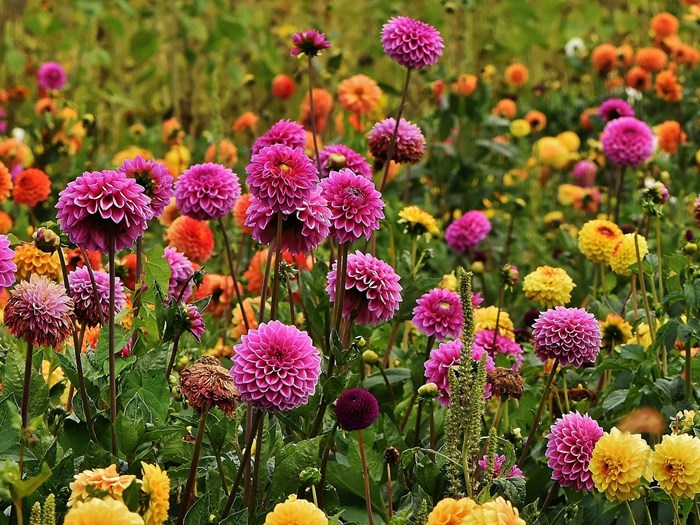 Georginer i blomst. Foto: Pixabay