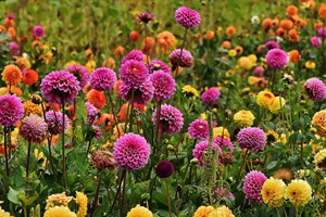 Georginer i blomst. Foto: Pixabay