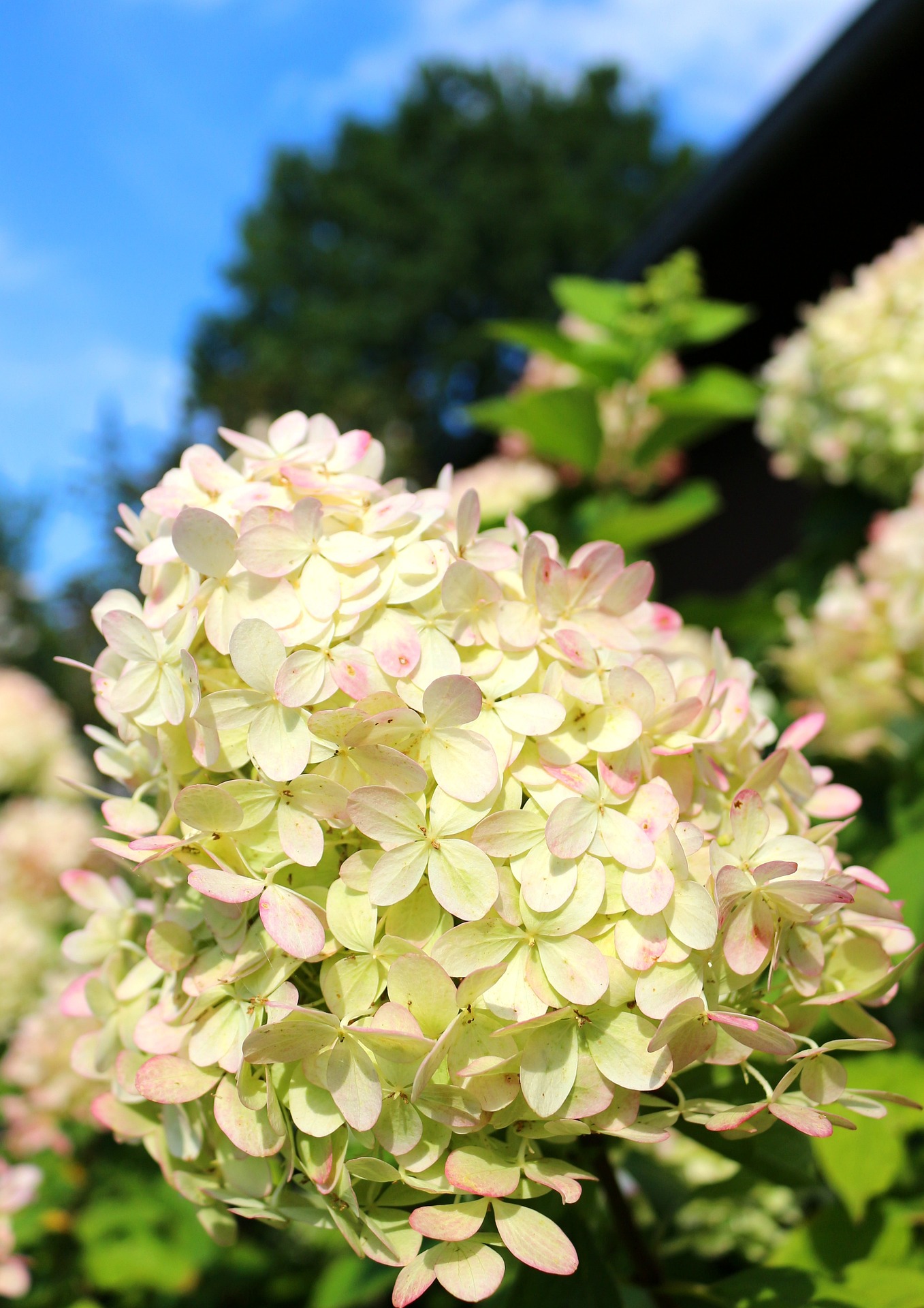 Havehortensia, Hydrangea paniculata. Foto: Pixabay