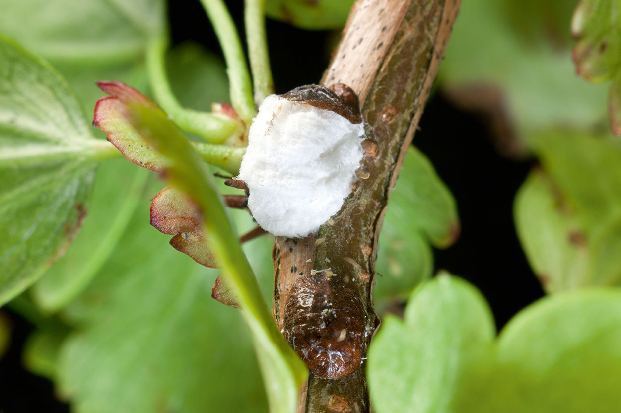 Vinskjoldlus, Pulvinaria vitis, med ægsæk på en ribsbusk. Vinskjoldlus angriber primært vin, men kan dog også angribe ildtorn, stikkelsbær, fersken, pil, tjørn, birk m.fl. Foto: DR JEREMY BURGESS / SCIENCE PHOTO LIBRARY