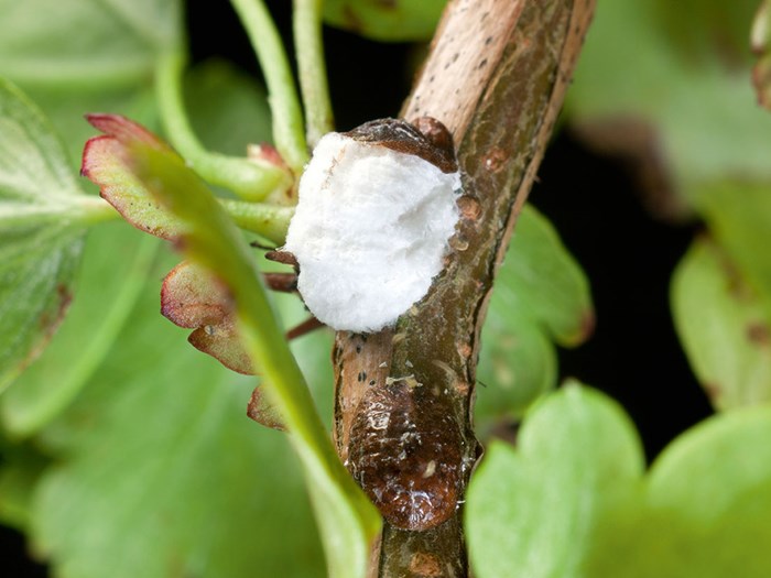Vinskjoldlus, Pulvinaria vitis, med ægsæk på en ribsbusk. Vinskjoldlus angriber primært vin, men kan dog også angribe ildtorn, stikkelsbær, fersken, pil, tjørn, birk m.fl. Foto: DR JEREMY BURGESS / SCIENCE PHOTO LIBRARY