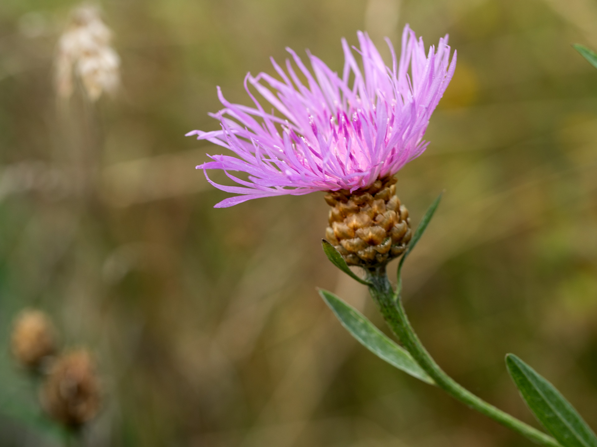 Almindelig knopurt. Foto: Ann Malmgren