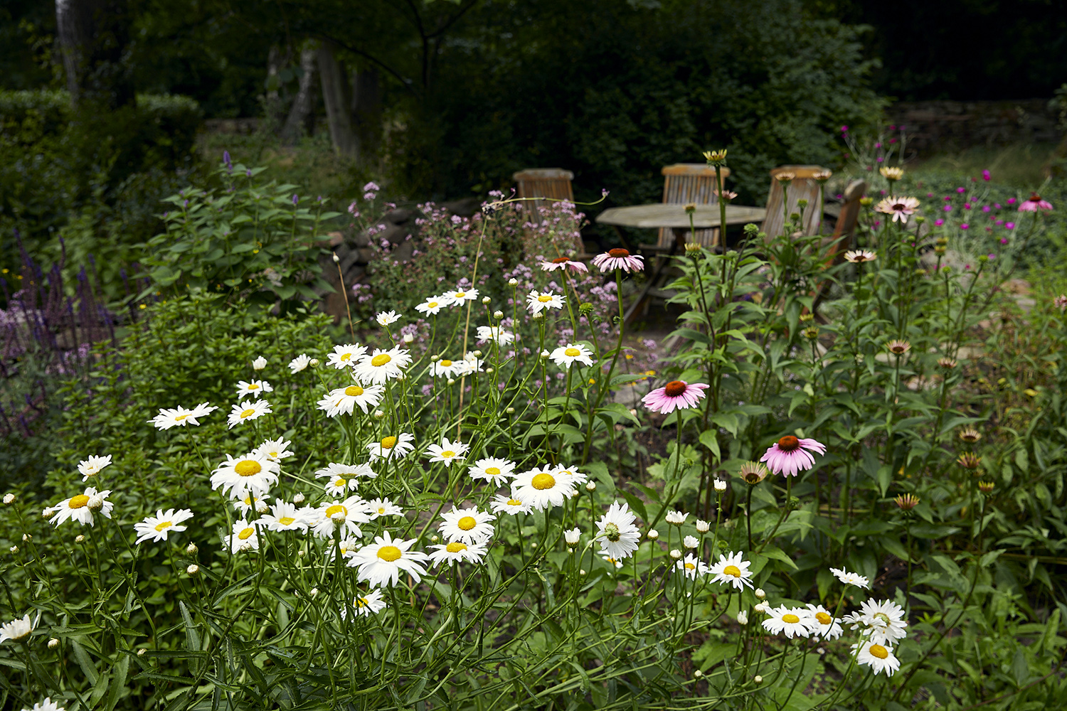 Sommerfugle holder af åbne områder med masser af blomster, men der skal samtidig gerne være læ, hvilket der ofte er i vores haver. Her er det fra en sommerfuglehave på Bornholm. Foto: Thomas Evaldsen
