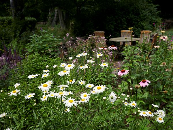 Sommerfugle holder af åbne områder med masser af blomster, men der skal samtidig gerne være læ, hvilket der ofte er i vores haver. Her er det fra en sommerfuglehave på Bornholm. Foto: Thomas Evaldsen