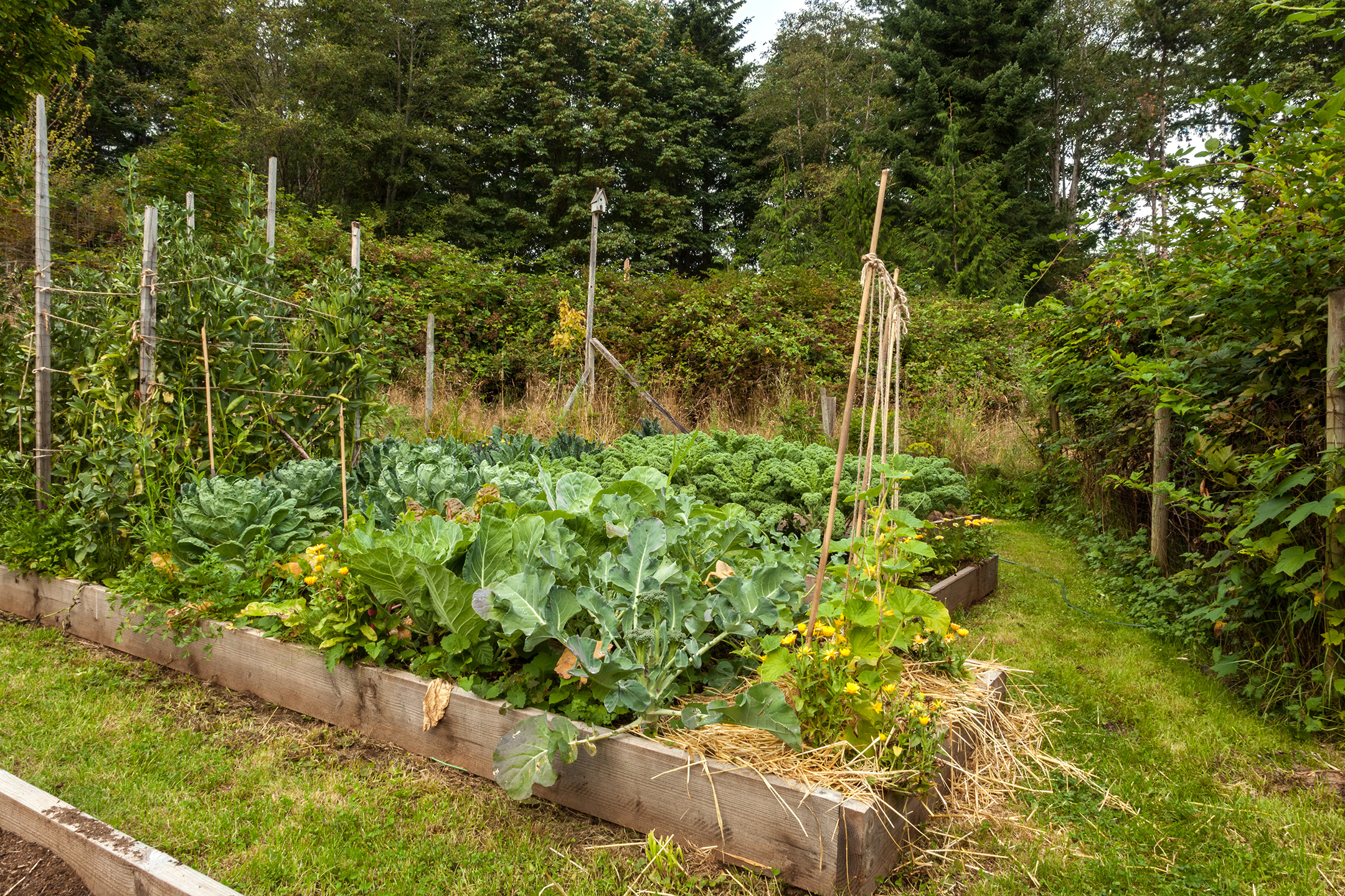 Bønner, kål og squash i samme bed. Foto: iStockphoto