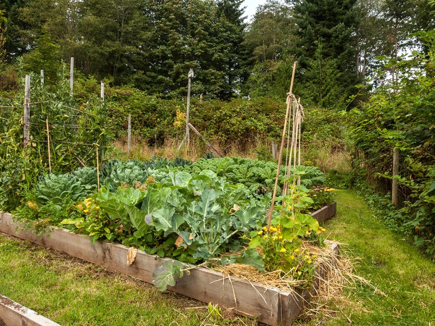 Bønner, kål og squash i samme bed. Foto: iStockphoto