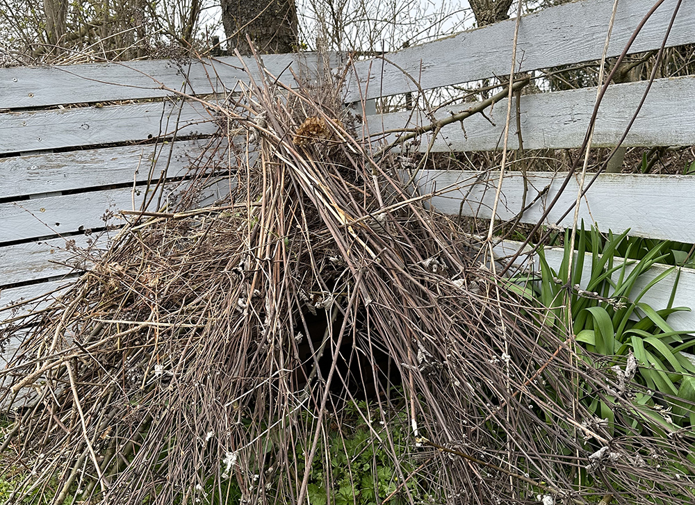 Pindsvinerede under kvasbunke. Foto: Sophie Lund Rasmussen