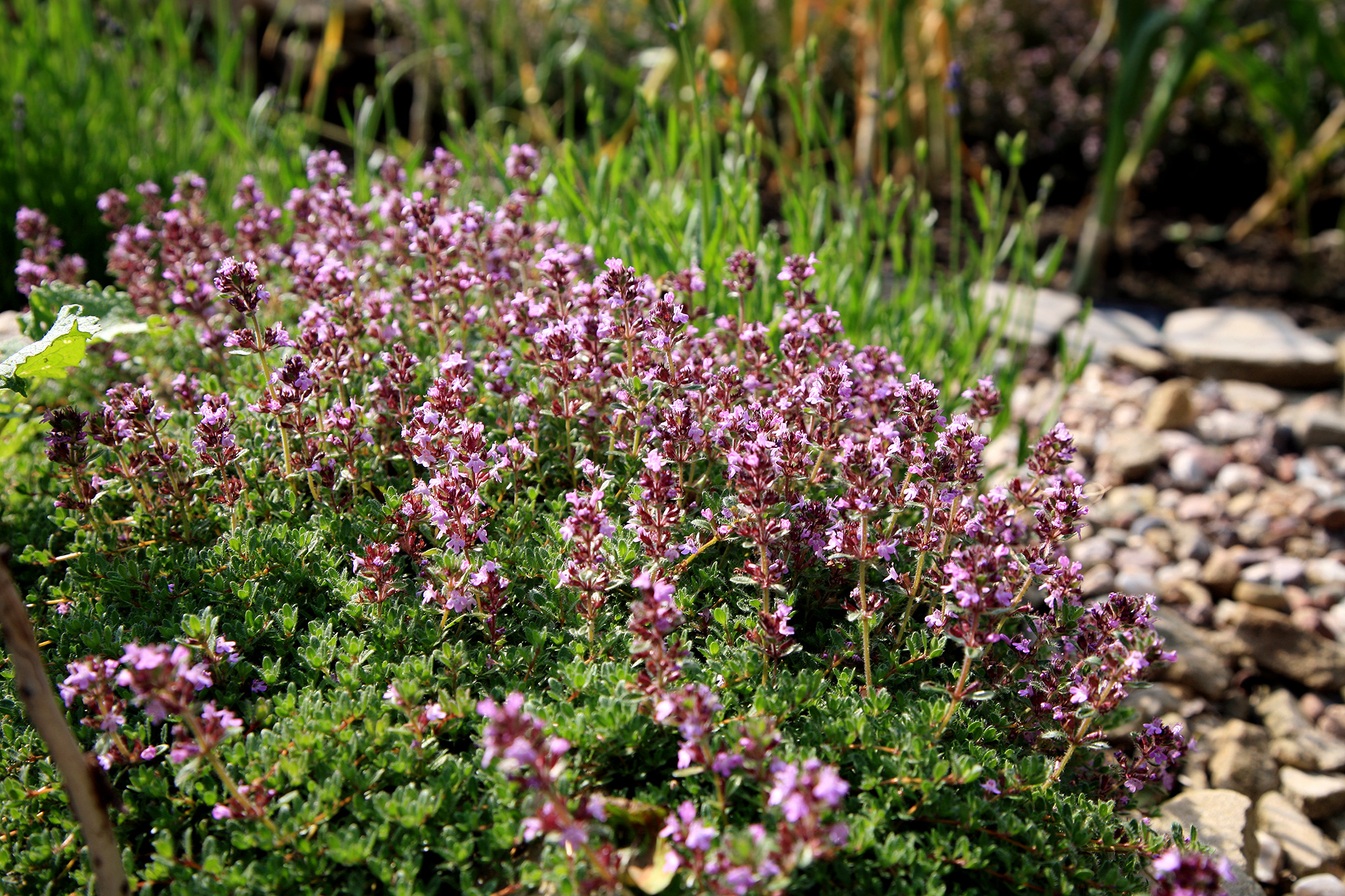 Timian. Foto: Istock/Fotokate