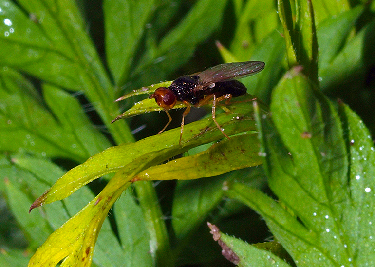 Gulerodsflue. Foto: Magnus Gammelgaard