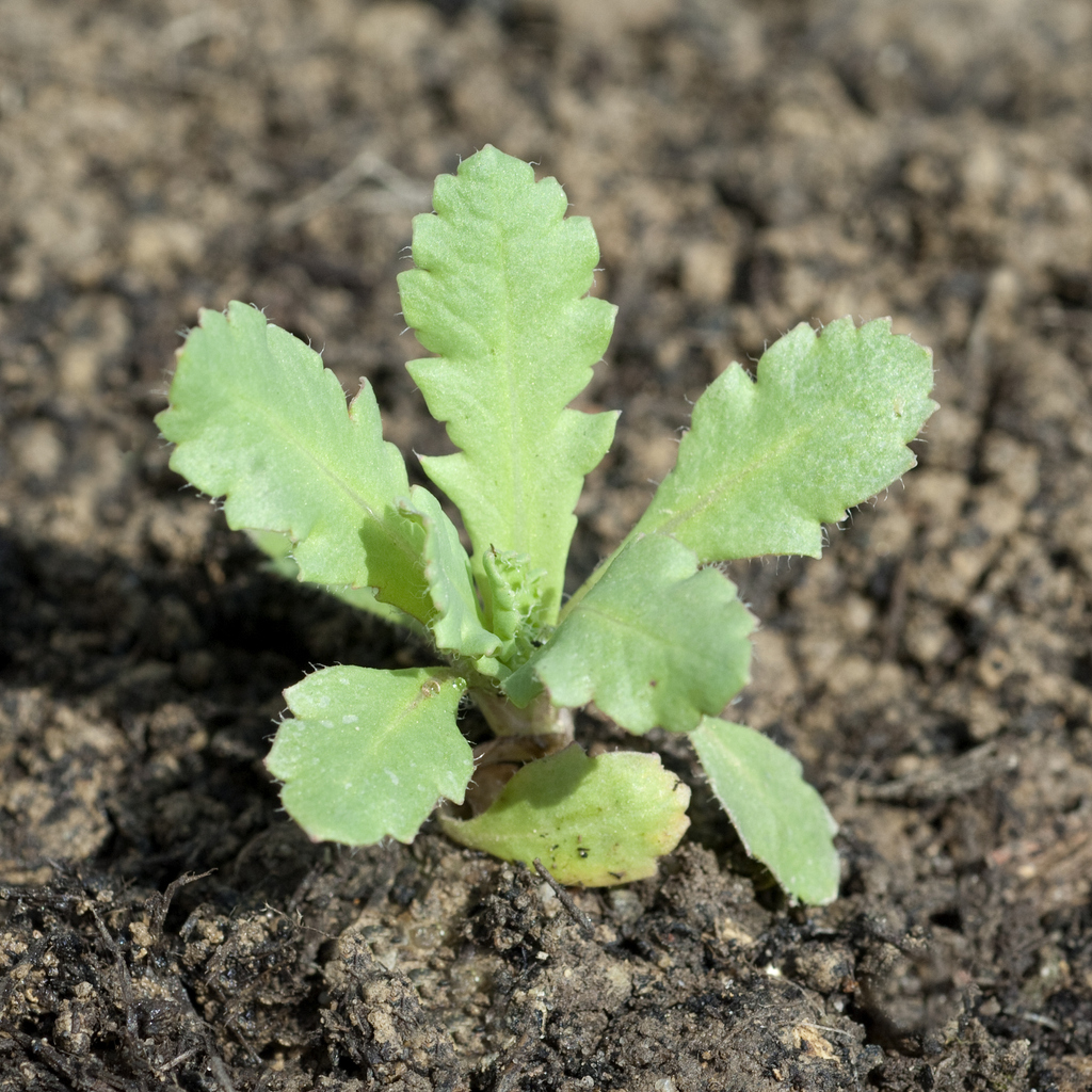 valmue spire Foto: emer1940 (Istock 649191142)