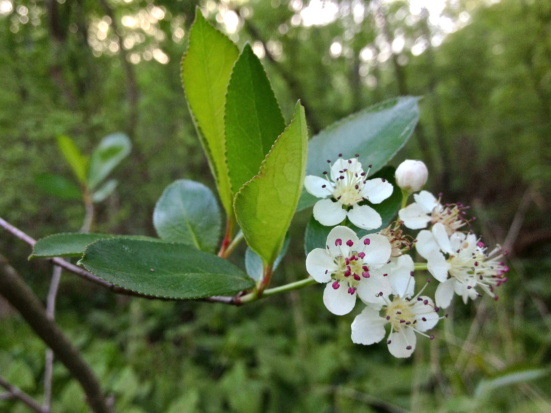 Aronia i blomst. Foto: Flickr/Fritz Flohr Reynolds
