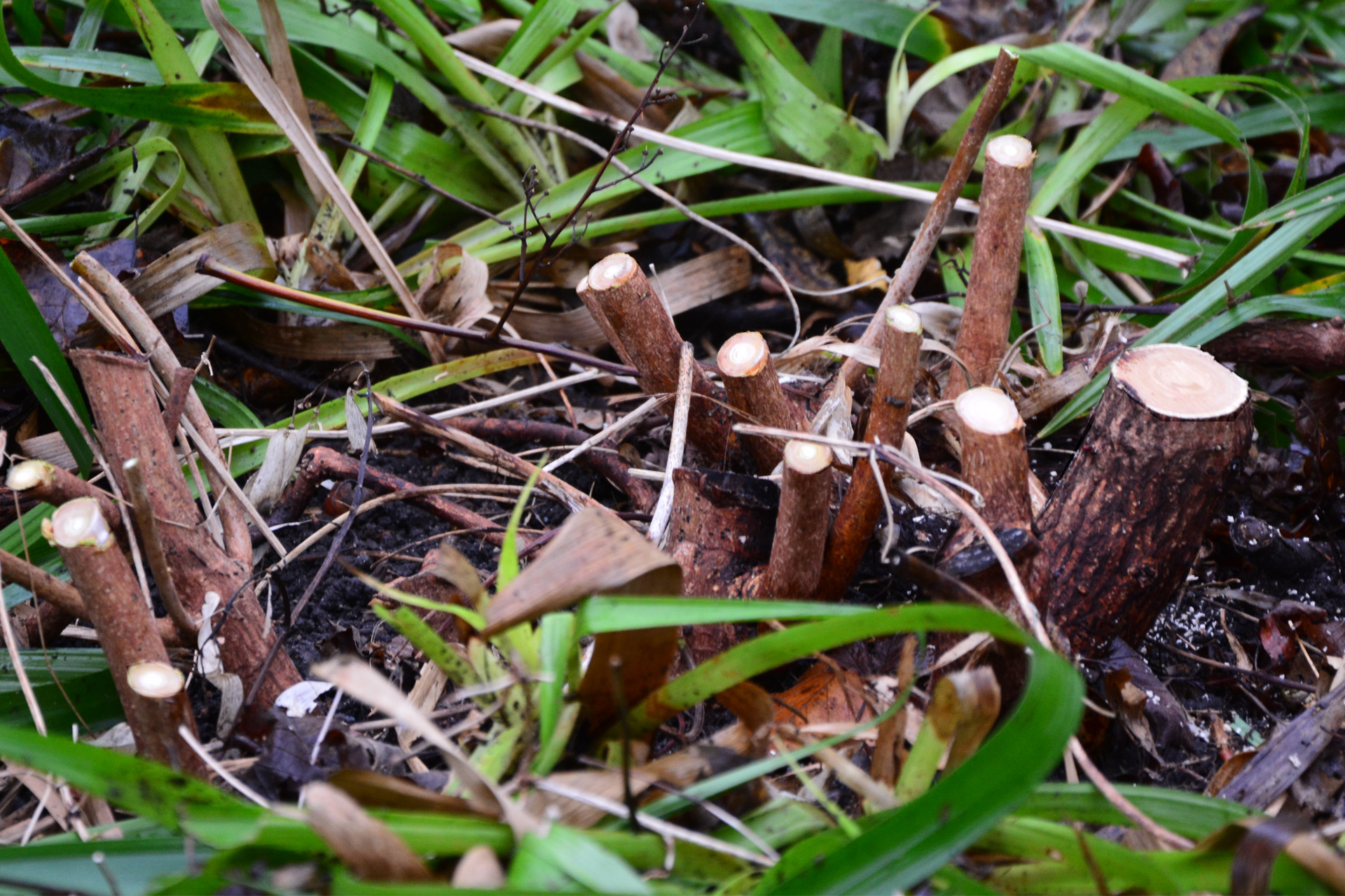 Nedskæring/kraftig beskæring. Foto: Haveselskabet