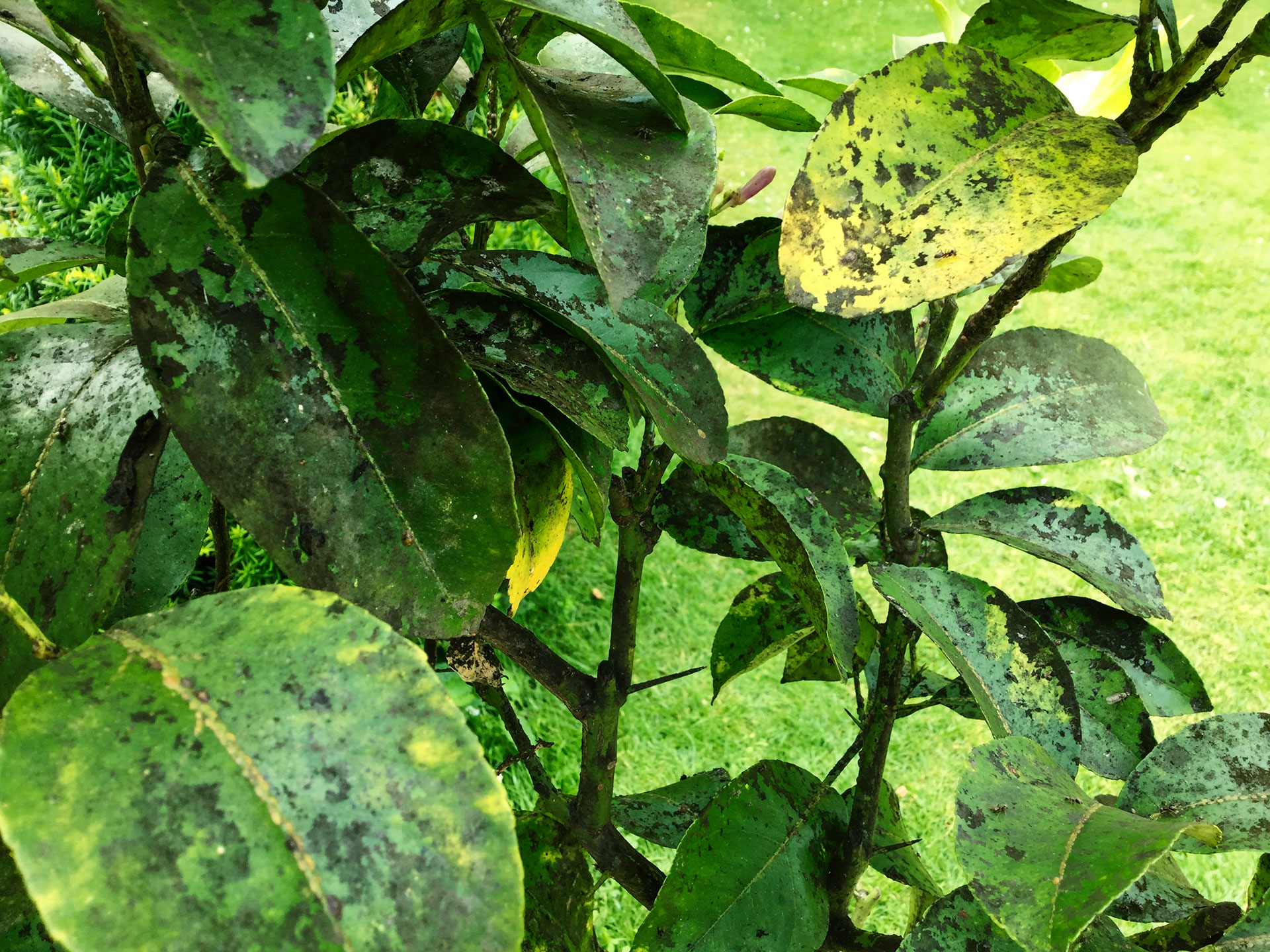 Sodskimmel på citrusplante kommer ved angreb af skjoldlus. 