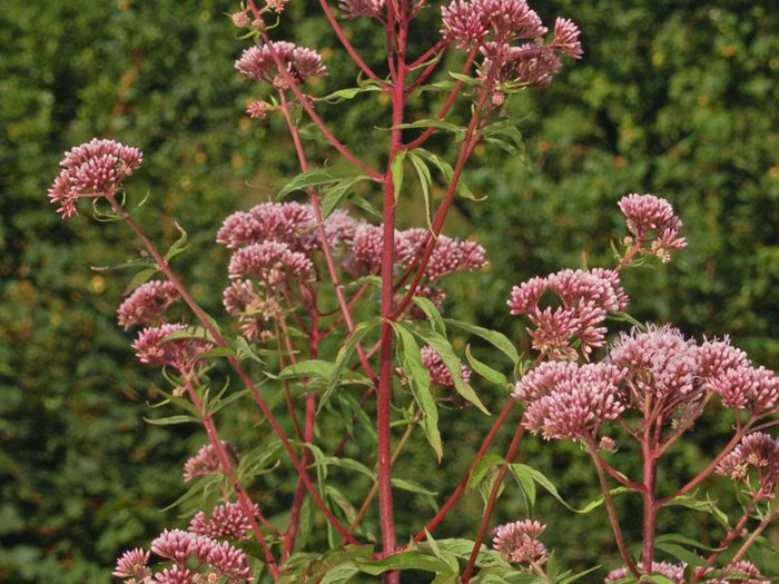 Hamphjortetrøst er hjemmehørende plante, Eupatorium cannabinum, med nektarrige blomster. Foto: Flickr