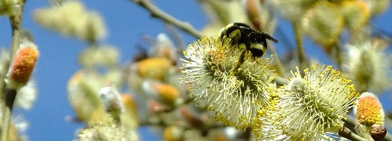 Pil med humlebi. Foto: Flickr/ Linda In Fortuna