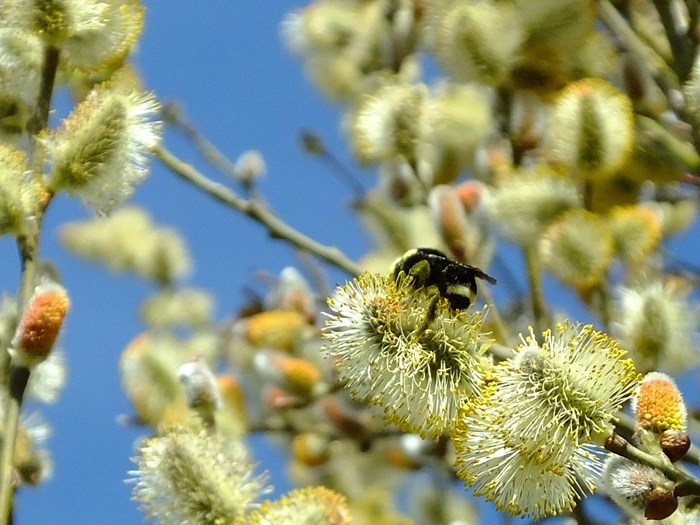 Pil med humlebi. Foto: Flickr/ Linda In Fortuna