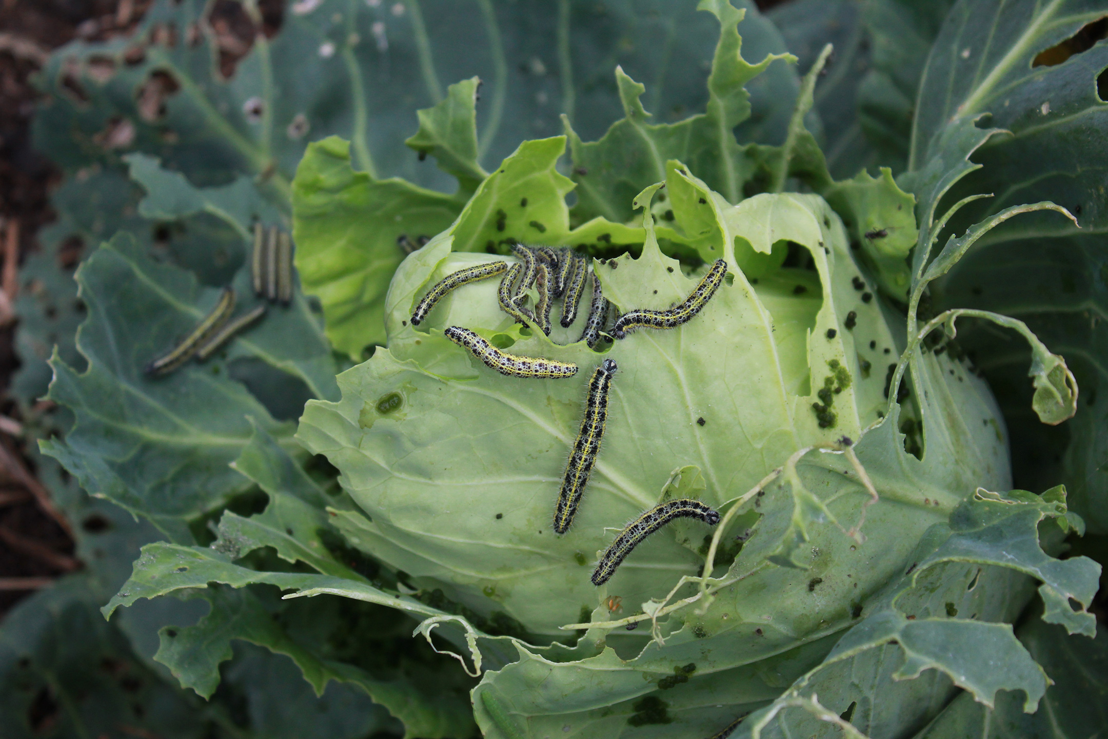 Kållarver. Foto: Mia Stockholm