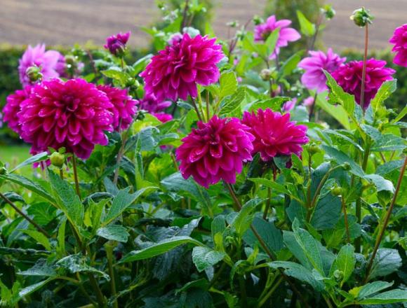 Georginer skaber farve og fylde i bedene i disse måneder og gør det til en glæde at have købt rigeligt med knolde i foråret. Foto: Jeanette Thysen