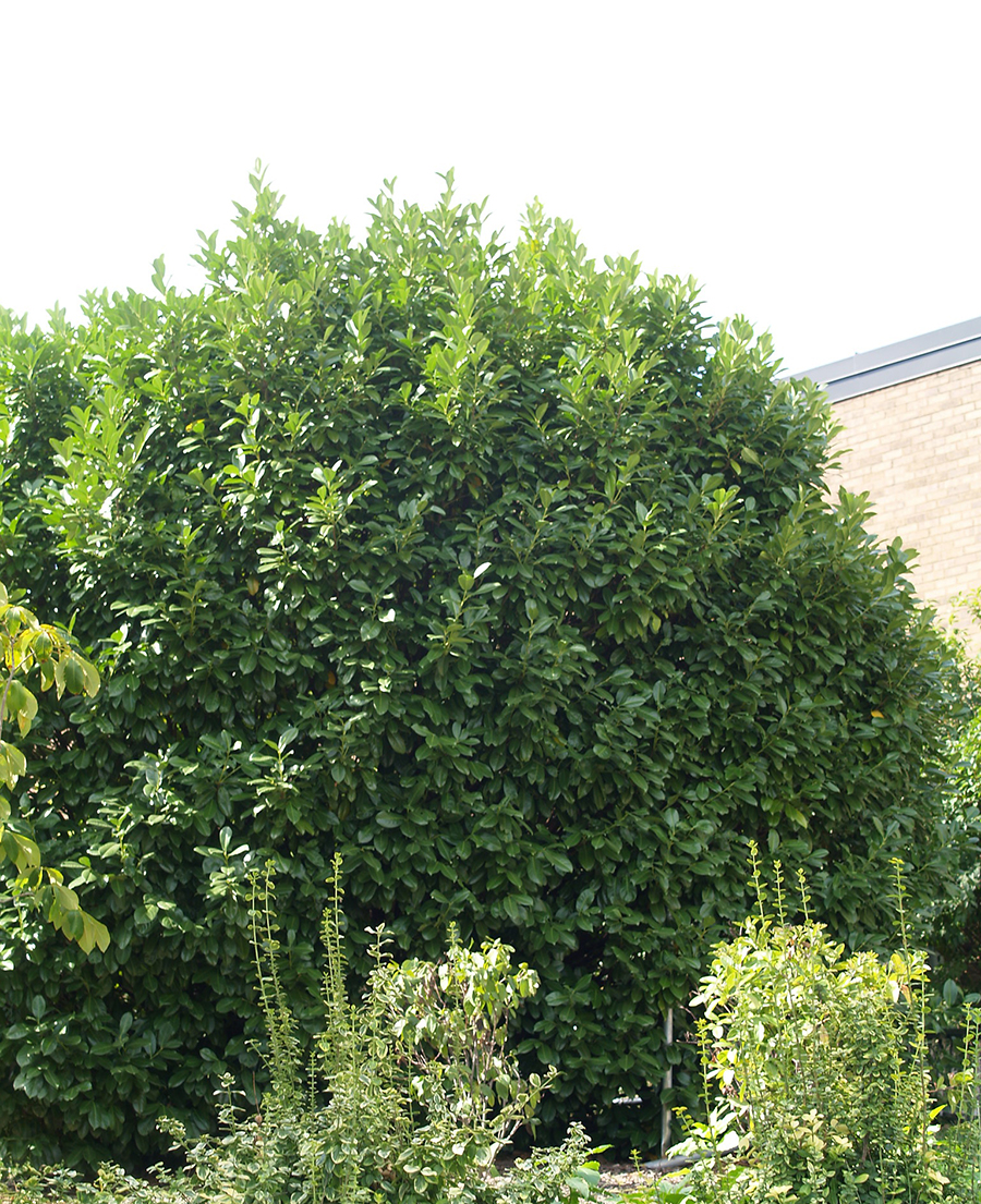 Laurbærkirsebær. Foto: Flickr/ Maggie