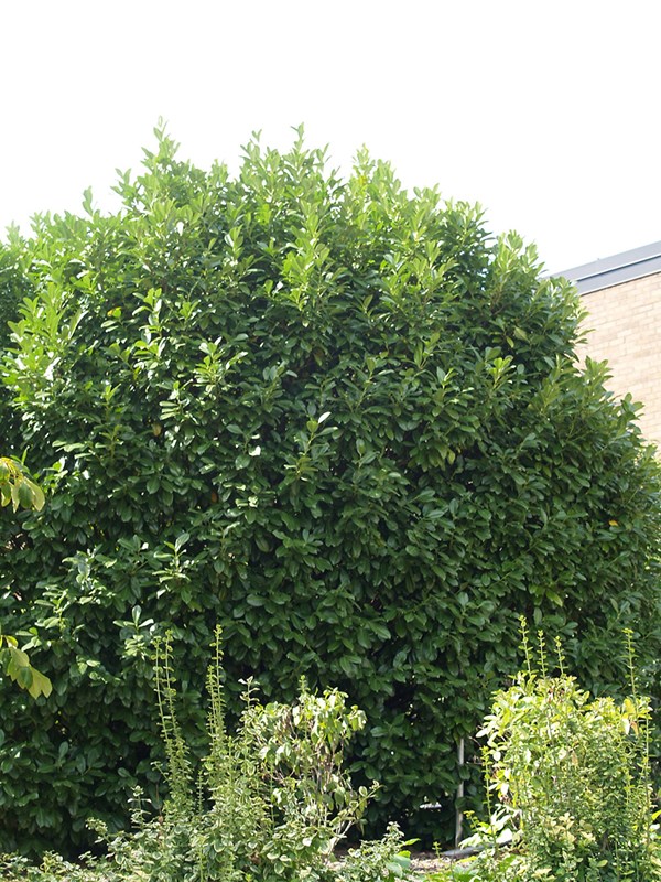 Laurbærkirsebær. Foto: Flickr/ Maggie