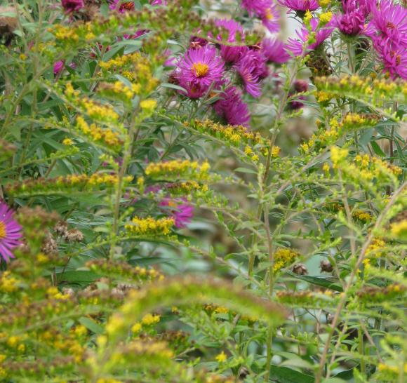 Solidago 'Fireworks' sammen med asters. Foto: Wikimedia