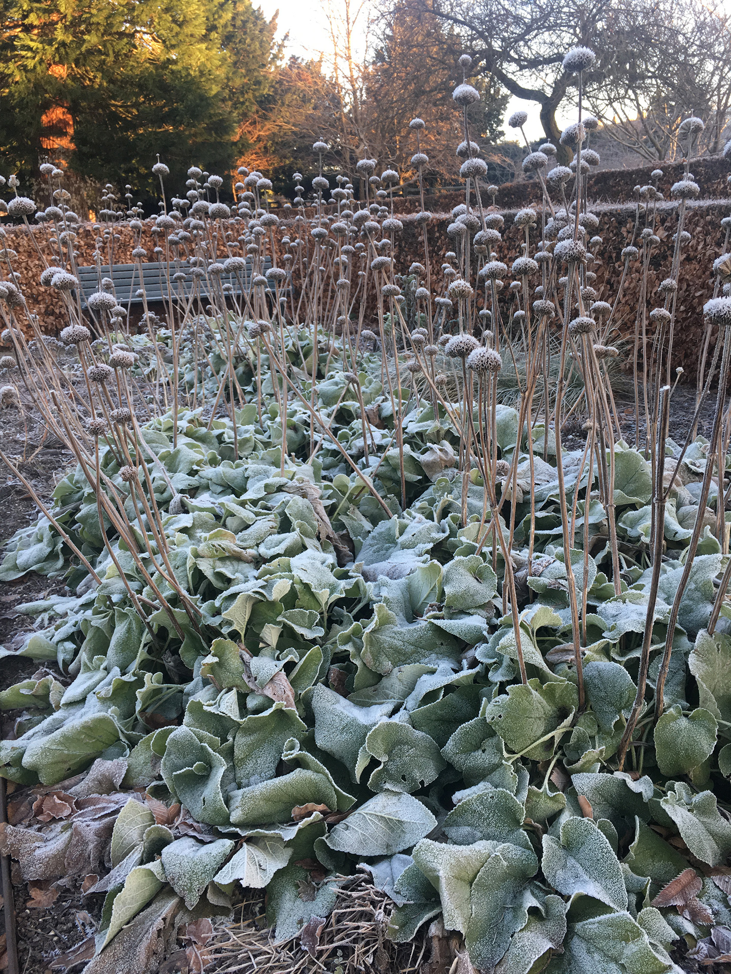 Frøstande fra løvehale, Phlomis russeliana. Foto: Haveselskabet