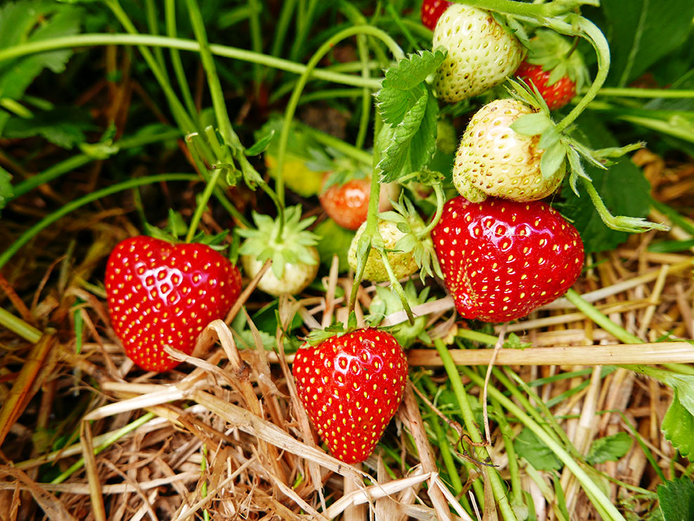 Jordbær, 'Malwina'. Foto: Bodil Damgaard