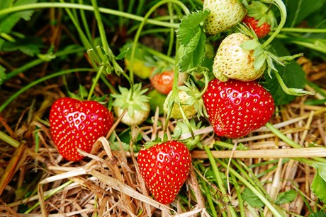 Jordbær, 'Malwina'. Foto: Bodil Damgaard