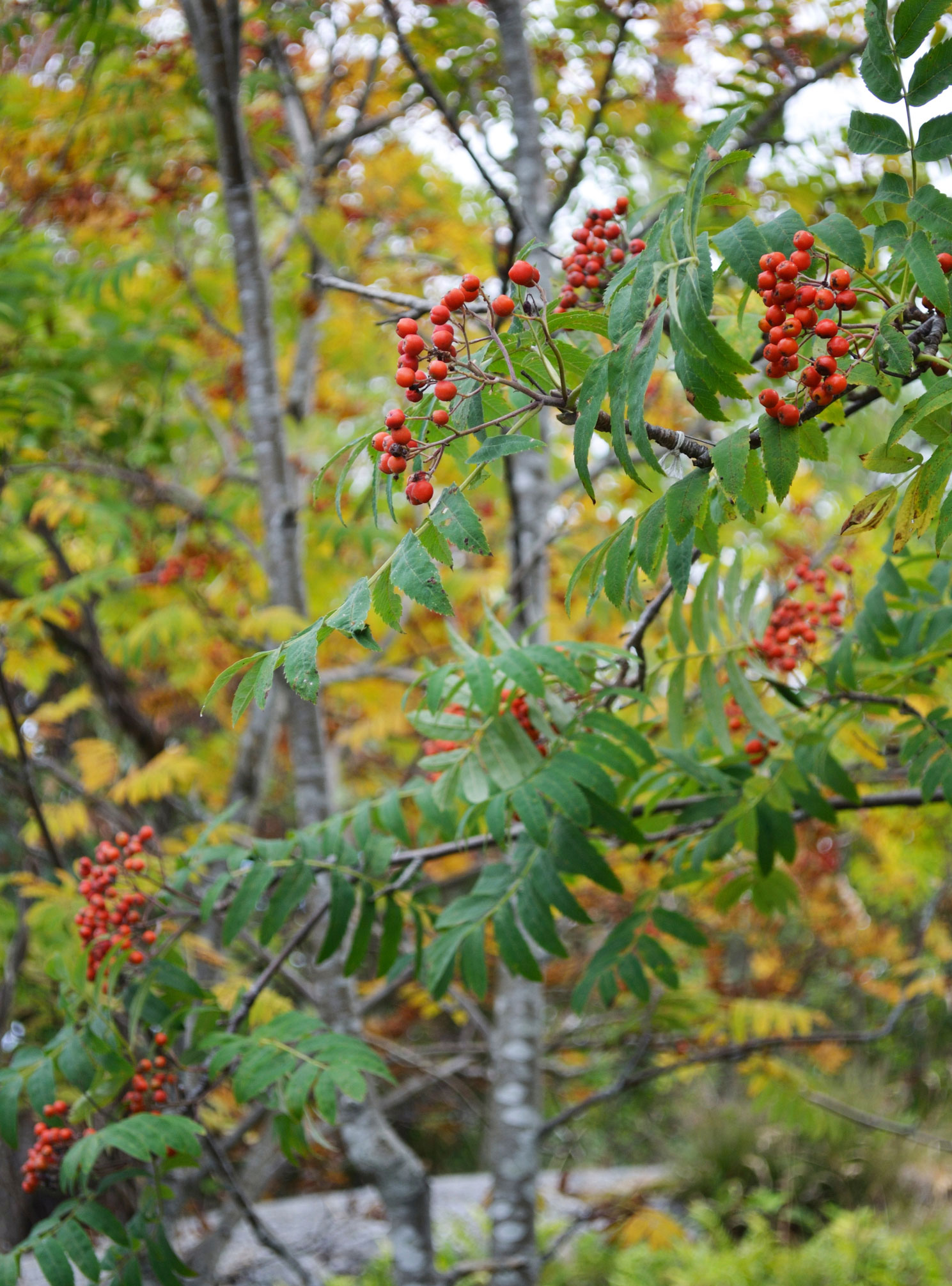 Almindelig røn, Sorbus aucuparia. Foto: Istock/ArevHamb
