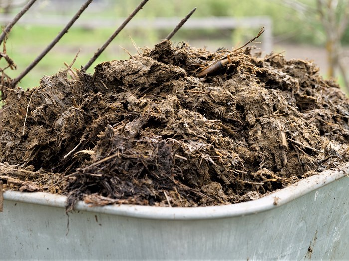 Trillebør med hestegødning til køkkenhaven. Foto: Istock