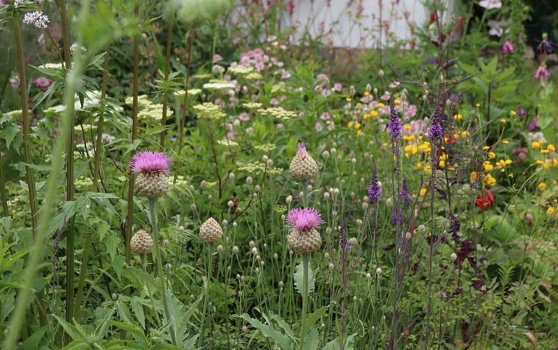 De horisontale flader med baltisk persille bagerst i billedet giver lys og formkontrast. og viser planten som en rigtig "holdspiller", i Kirstine Hindhedes have, som du kan læse om i haven nr. 2, 2026. Foto: Kirstine Hindhede