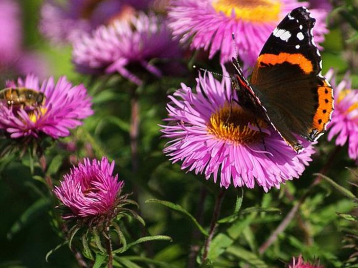 Admiralsommerfugl på asters. Foto: Pxhere