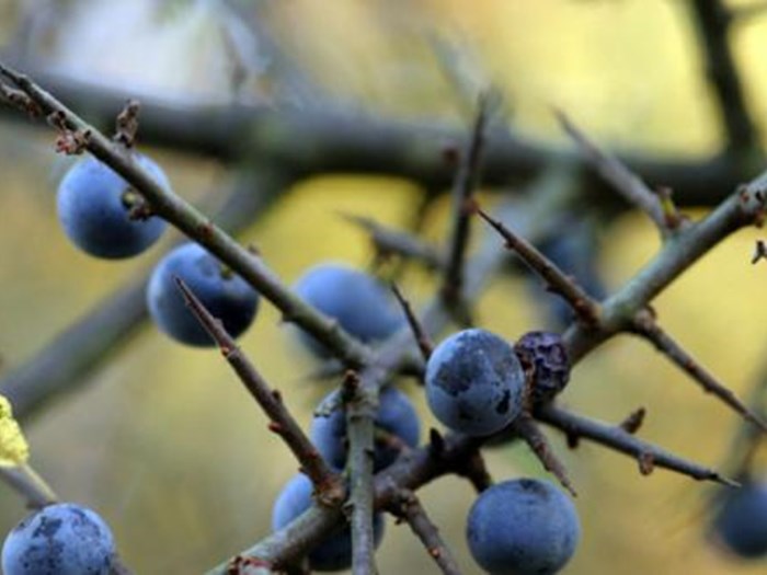 Slåen, Prunus spinosa. Foto: iStock