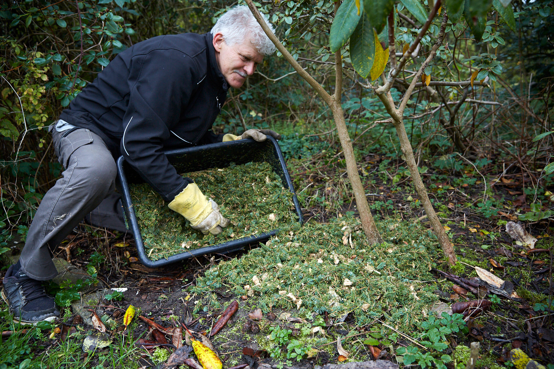 Flis af friske grannåle indeholder organiske syrer, der gør materialet surt. Foto: Thomas Evaldsen
