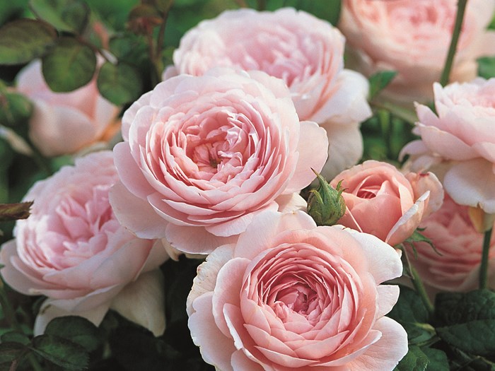 Roser der blomstrer længe ‘Queen of Sweden‘. Foto: Kilde ukendt