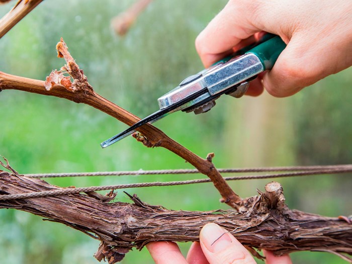 Vinen skal beskæres inden nytår. Foto Gap