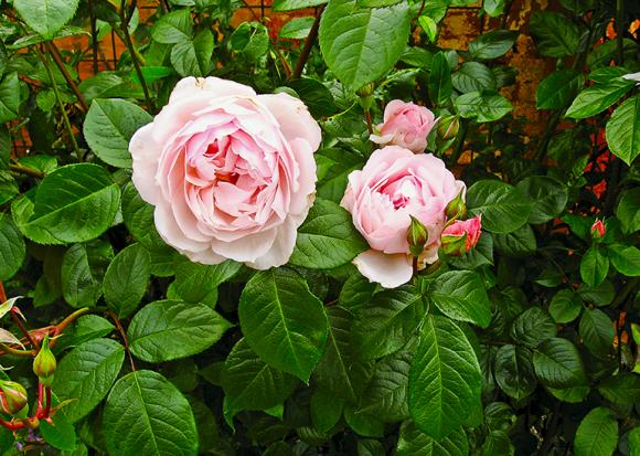 Rose 'The Generous Gardener'. Foto: Jens Otto Pedersen