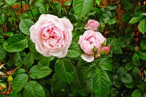 Rose 'The Generous Gardener'. Foto: Jens Otto Pedersen
