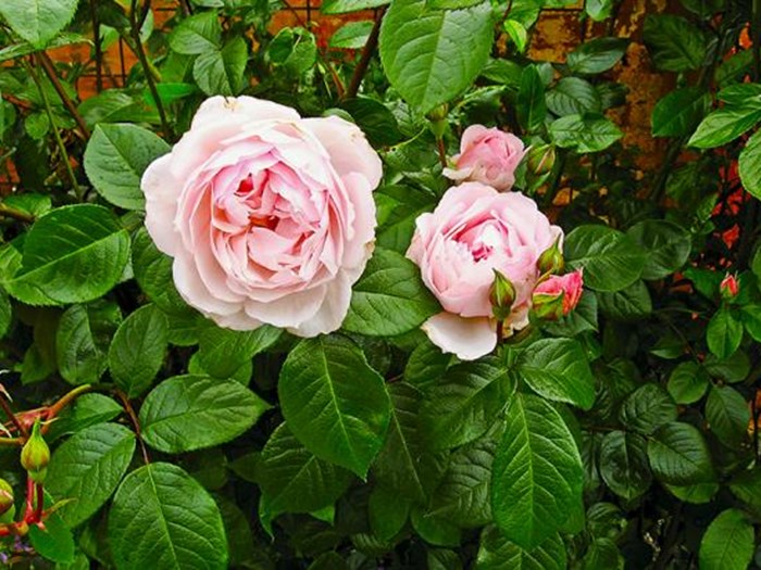 Rose 'The Generous Gardener'. Foto: Jens Otto Pedersen