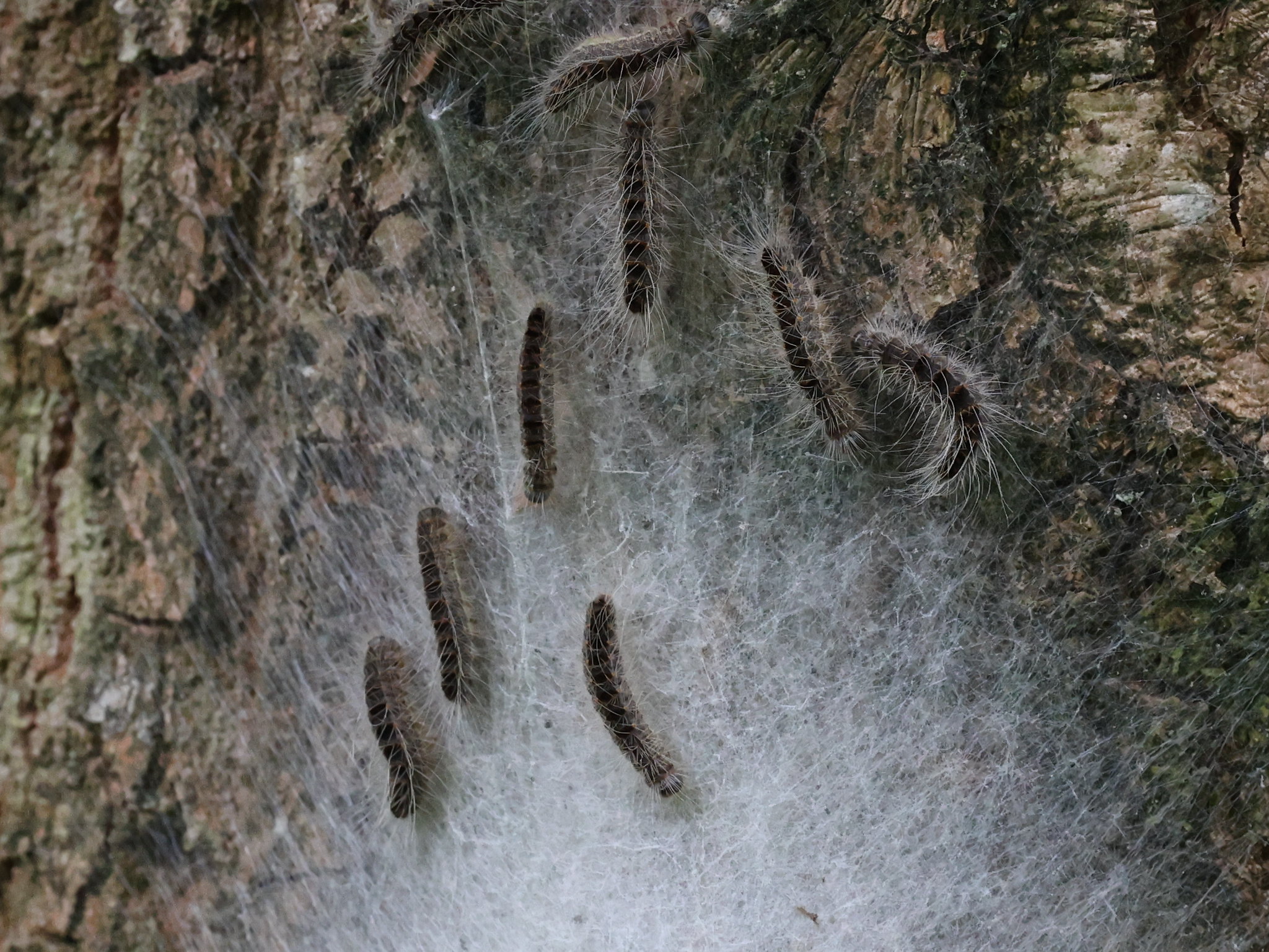Egeprocessionsspindere. Foto: Flickr / Gertjan Van Noor