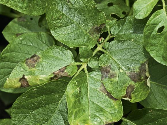 Kartoffelskimmel på blade. Foto: Magnus Gammelgaard Nielsen