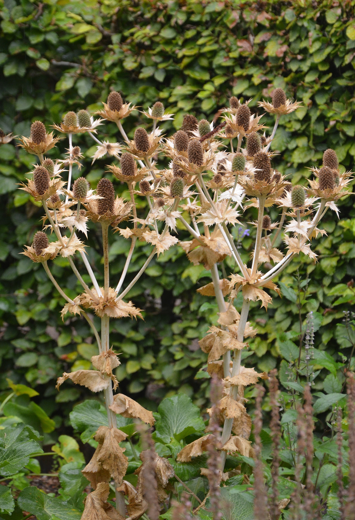 Frøstande af mandstro, Eryngium. Foto: Haveselskabet