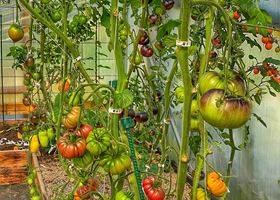 Sensommer i den overdækkede tomathave på Abild. Foto: Ukendt kilde