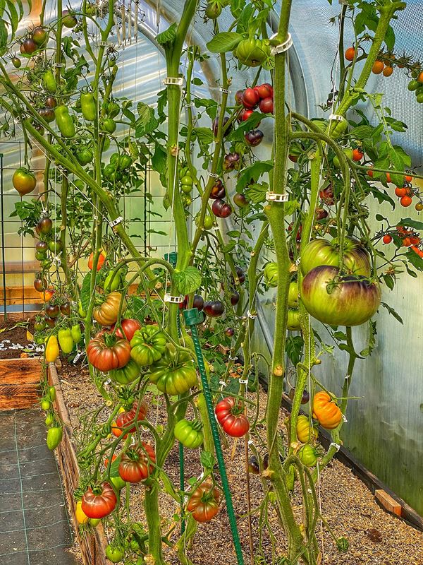 Sensommer i den overdækkede tomathave på Abild. Foto: Ukendt kilde