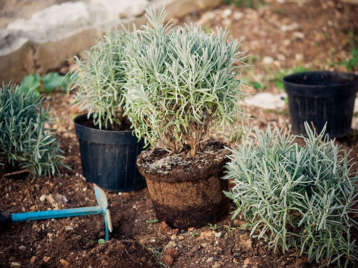 Lavendelplanter klar til udplantning. Foto: Istock/viki2win